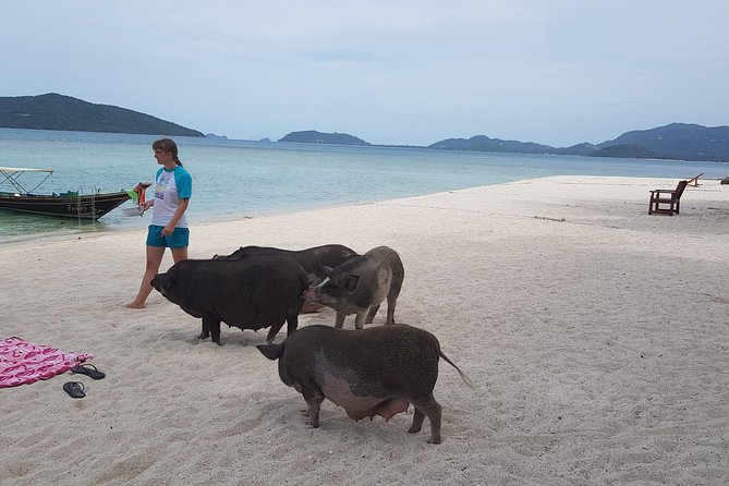 Half-Day Pig Island & Snorkeling Experience - Highlights of the Pig Island Tour