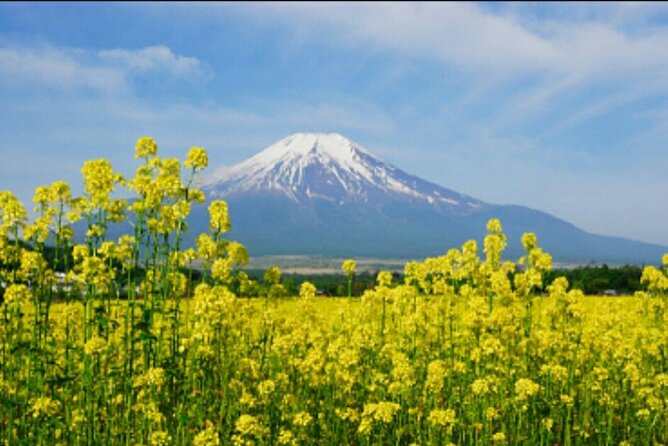 Half Day Private Oreum(Small Mountain ) Tour in Jeju Island - Tips for a Memorable Experience