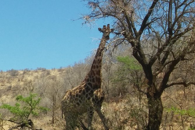 Half Day Safari From Johannesburg - Booking Details