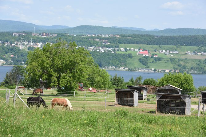 Half-Day Trip to Montmorency Falls and Ste-Anne-De-Beaupré From Quebec City - Traveler Tips and Reviews