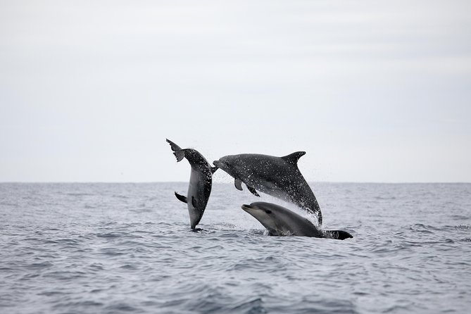 Half-Day Whale and Dolphin Watching Tour in Ponta Delgada - Wildlife Encounters