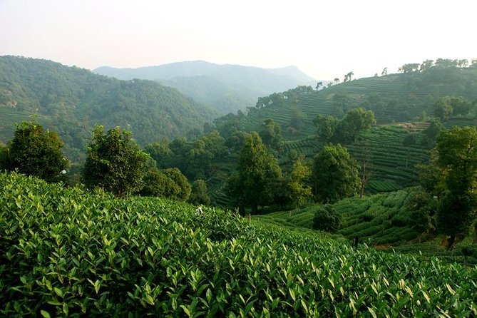 Hangzhou Longjing Tea Plantation Culture Experience Tour - Traditional Tea-making Demonstration