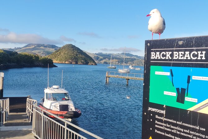 Harbour, Albatross and Wildlife Cruise on Otago Harbour - Safety and Guidelines