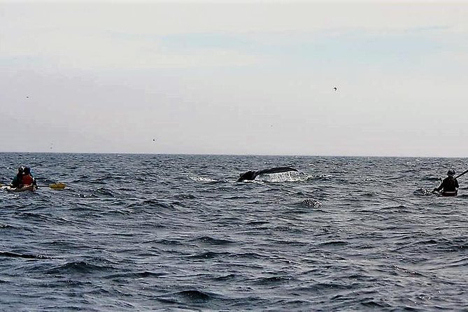 Harbour Kayak Tour - Seasonal Wildlife Sightings