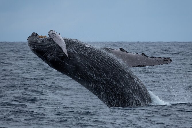 Hawaii: Honolulu Whale-Watching Catamaran Tour  - Oahu - Logistics Information