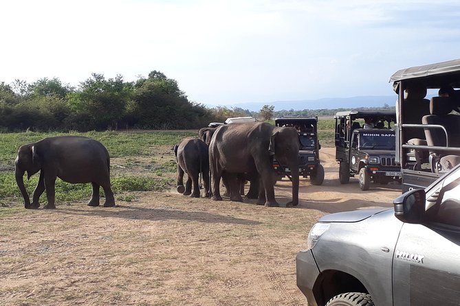 Hello! One Day Udawalawe National Park Elephant Safari - Additional Tips
