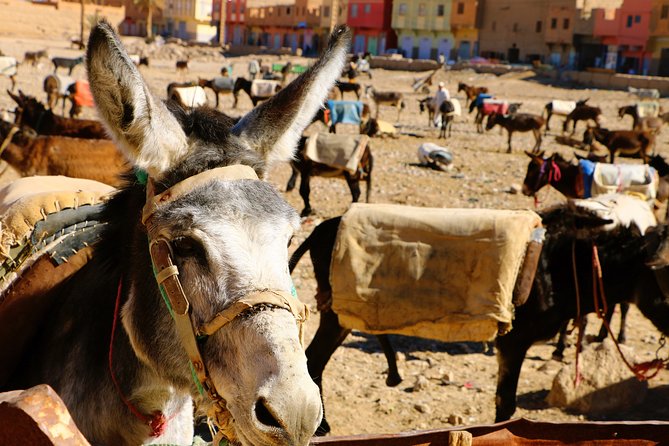 Highlights of Morocco: 12-Day Discovery Tour From Marrakech - Additional Information and Reviews