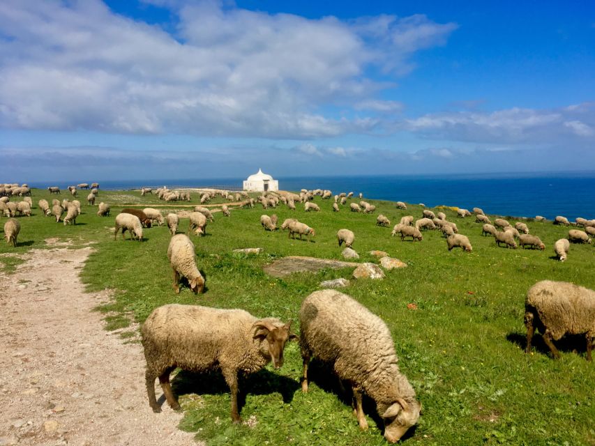 HIKE: Jurassic Dinosaur Trail Walking Tour at Cabo Espichel - Activity Description