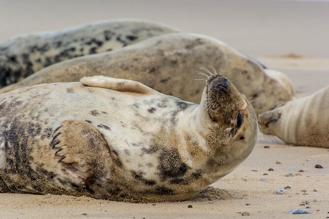 Hike to Atlantic Grey Seal Pups – Best Time to Visit - Planning Your Hike to Seal Pup Sites