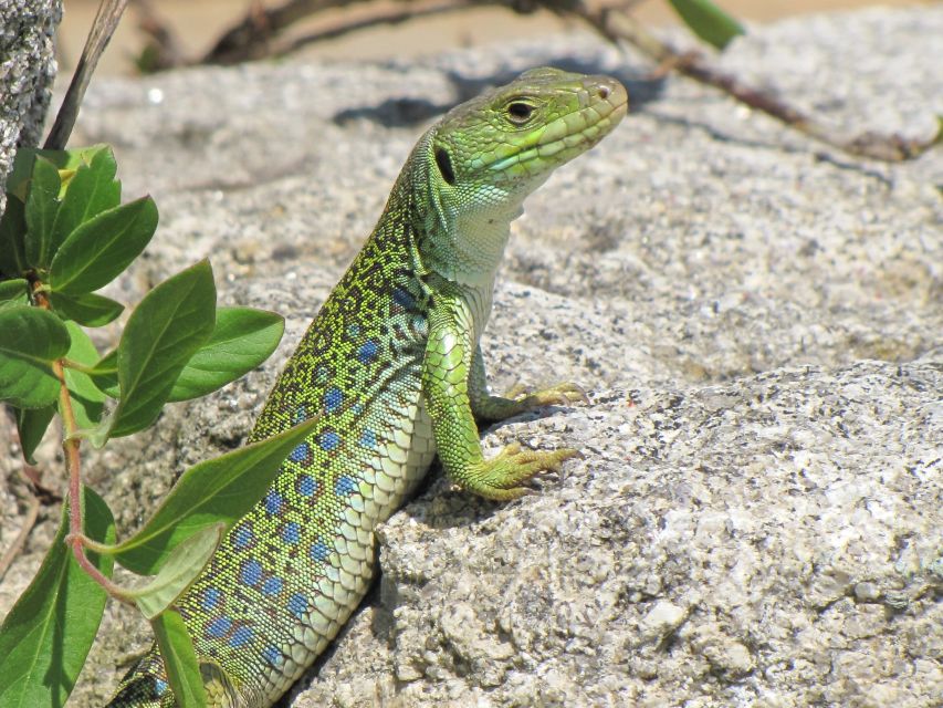 Hiking Tour to the Footprints of Dinosaurs in Espichel Cape - Highlights of the Tour Experience