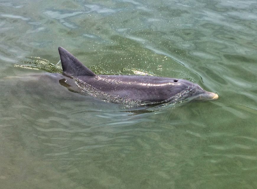 Hilton Head Island: Sunset Dolphin Watching Tour - Customer Reviews