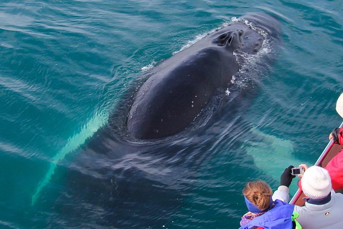 Hjalteyri Whale-Watching Tour on Traditional Oak Ship  - Akureyri - Directions