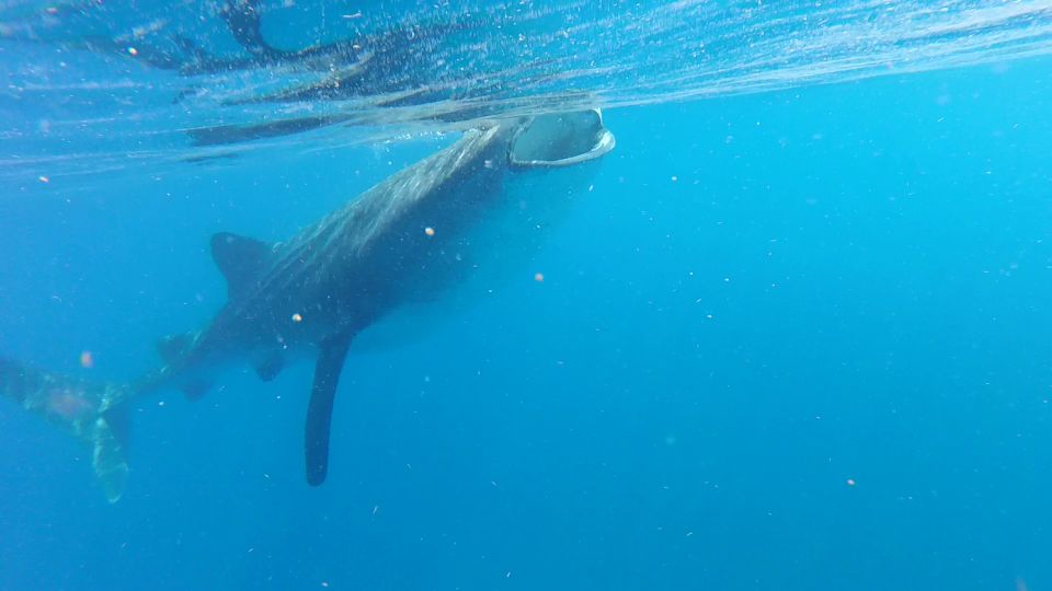 Holbox Island: Whale Shark Tour - Common questions