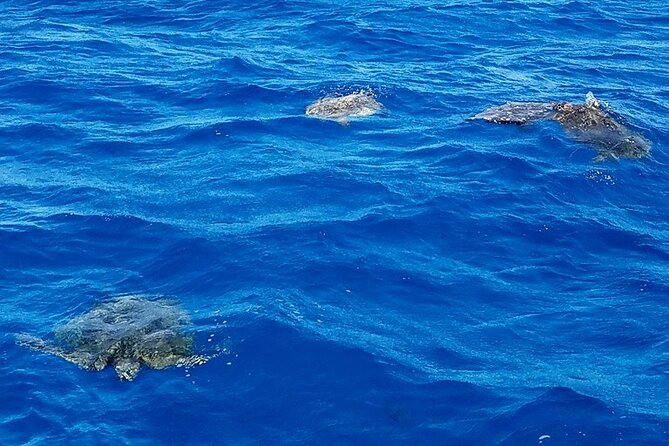 Honolulu Maunalua Bay Snorkel Tour  - Oahu - Customer Experiences