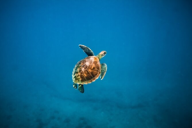 Honolulu Swimming With Turtles Experience in Waikiki  - Oahu - Additional Information