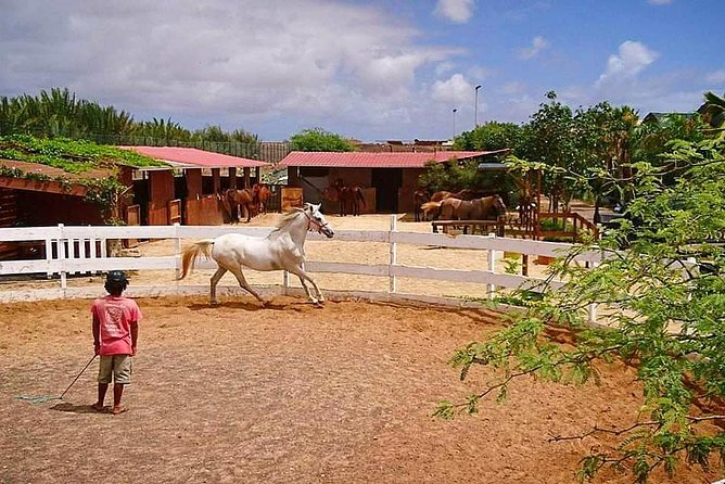 Horse Riding in Sal Island - Cabo Verde - Positive Experiences Shared