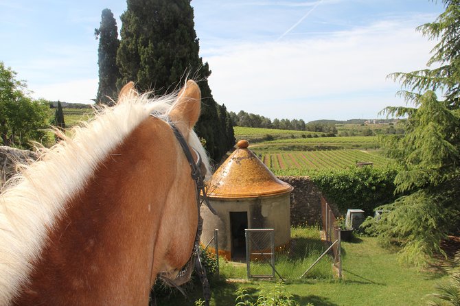 Horseback Ride, Penedés, Wine Tasting & Tapas Lunch - Contacting Viator Customer Support