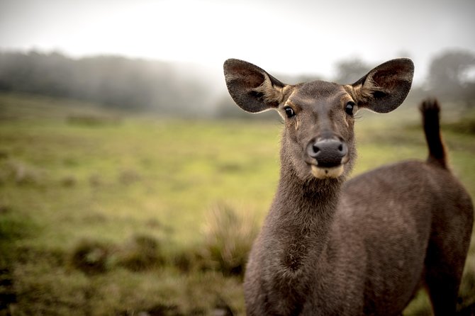 Horton Plains National Park Entrance Ticket - Entrance Gates and Expectations