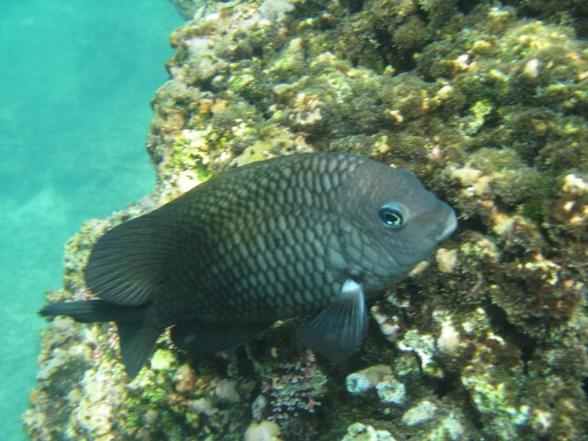 Huatulco: Premium Boat Tour With Snorkel Experience. - Customer Reviews