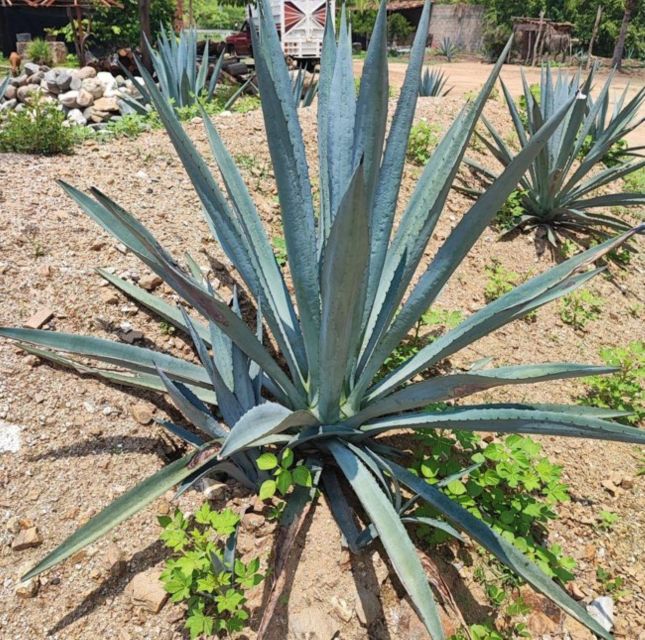 Huatulco: Private Mezcal Factory Experience - Common questions