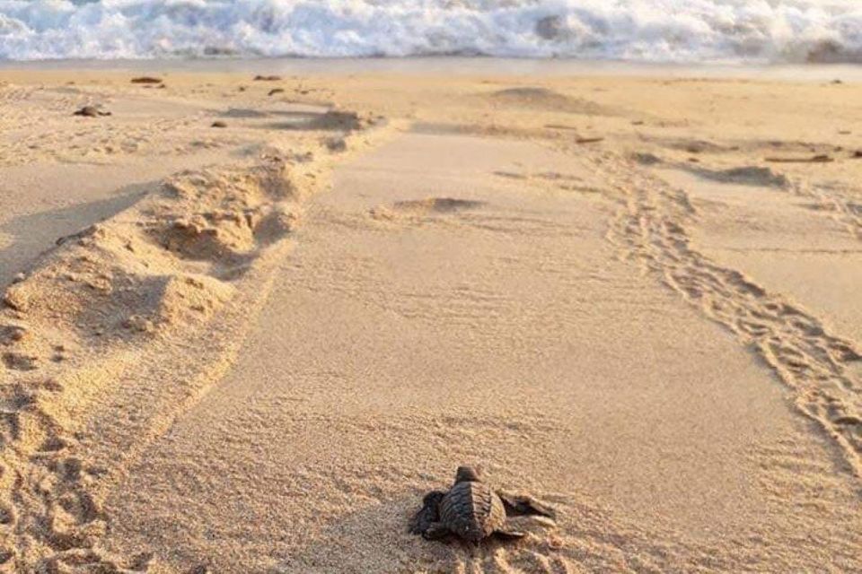 Huatulco: Private Turtle Release Experience - Itinerary