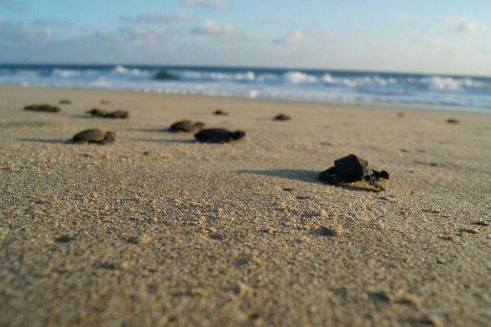 Huatulco: Unique Turtle Sanctuary & Sunset Experience - Booking & Reservation