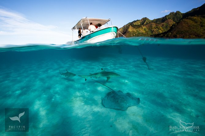 Humpback Whale Watching and Marine Life in Moorea - Unique Marine Life Encounters