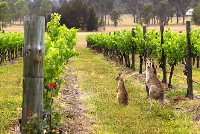 Hunter Valley Private Tour the Ultimate Food & Wine Trail Depart From Sydney - Tastings Included