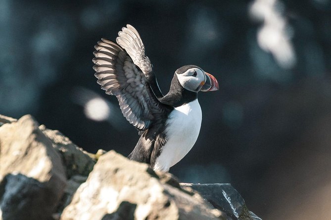 Husavik Traditional Oak Ship Whale- and Puffin-Watching Cruise  - Akureyri - Operator Information and Policies