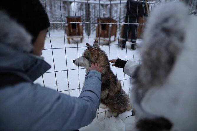 Husky and Reindeer Farms Visit With Sleigh Rides - Last Words