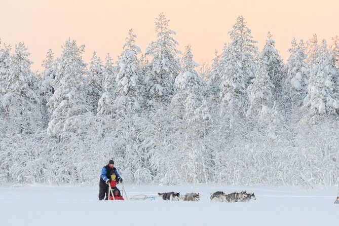 Husky Dogsledding and Northern Lights Excursion  - Rovaniemi - Traveler Photos and Reviews for Insight