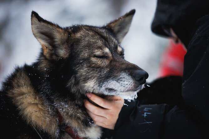 Husky, Reindeer Farm and Santa Village Experience - Directions to Husky Dog Farm