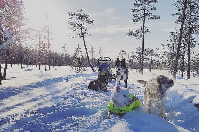 Husky Sledding Tour - Last Words