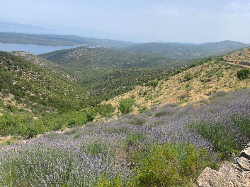 Hvar: Hvar Wine Tasting Experience - Explore Hvars Winery Scene