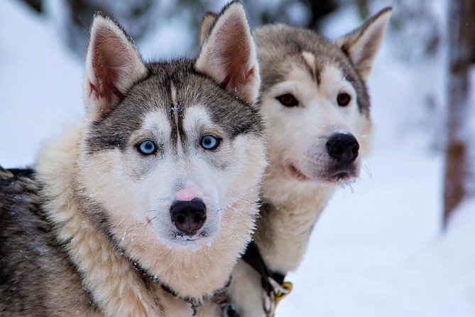 Ice Fishing and Husky - Contact Information