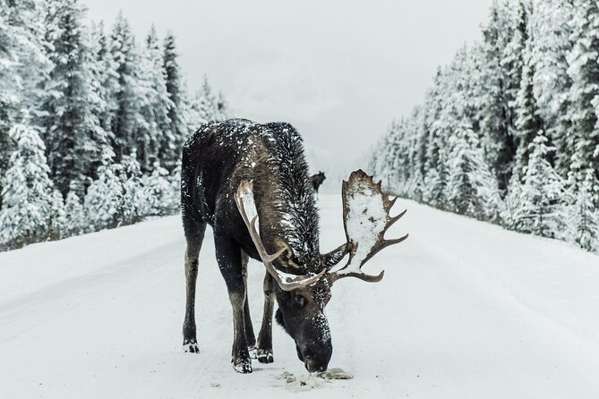 Icefields Parkway & Ice Bubbles of Abraham Lake Adventure - Pricing and Viator Information