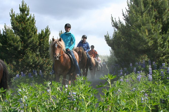 Icelandic Horseback Riding Tour From Reykjavik - Customer Feedback: Service and Recommendations