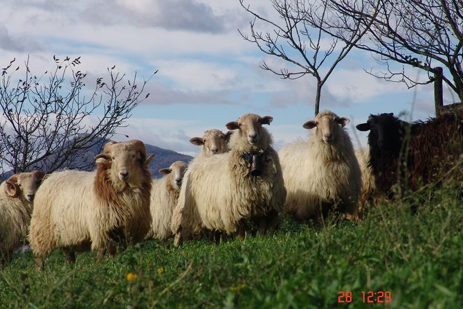 Idiazabal Cheese Tour From San Sebastian - Scenic Landscapes Exploration