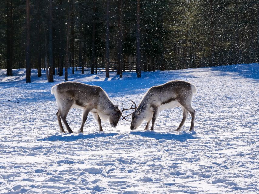 Inari: Sami Culture, Reindeer Farm Visit, and Campfire Lunch - Common questions
