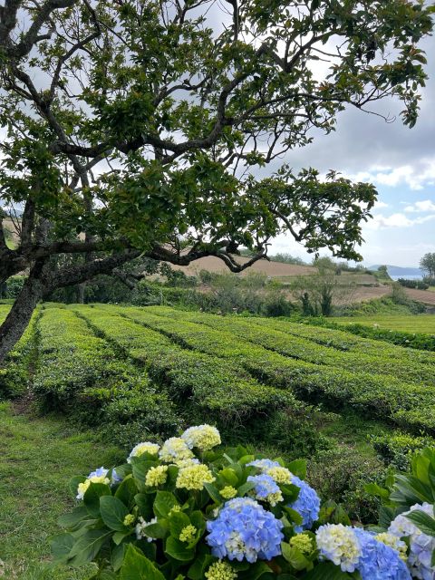 Incredible Furnas Valley, Full Day Trip. - Customer Reviews & Activities