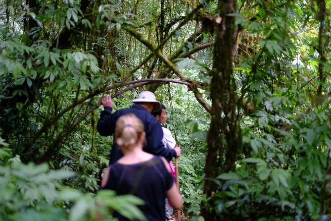 Inthanon Small-Group With Kew Mae Pan Trail From Chiang Mai Include Lunch - Traveler Photos, Reviews, and Ratings