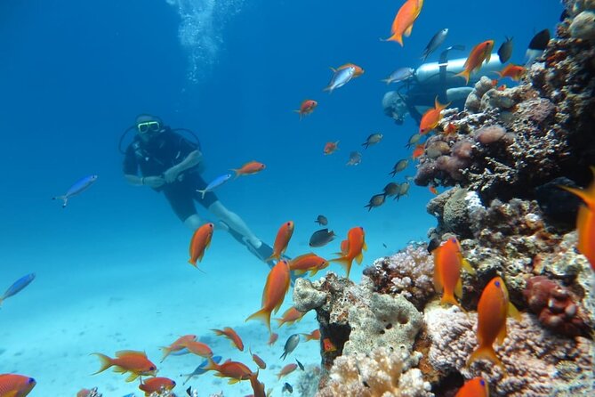 Intro Scuba Diving - Underwater Wildlife Encounters