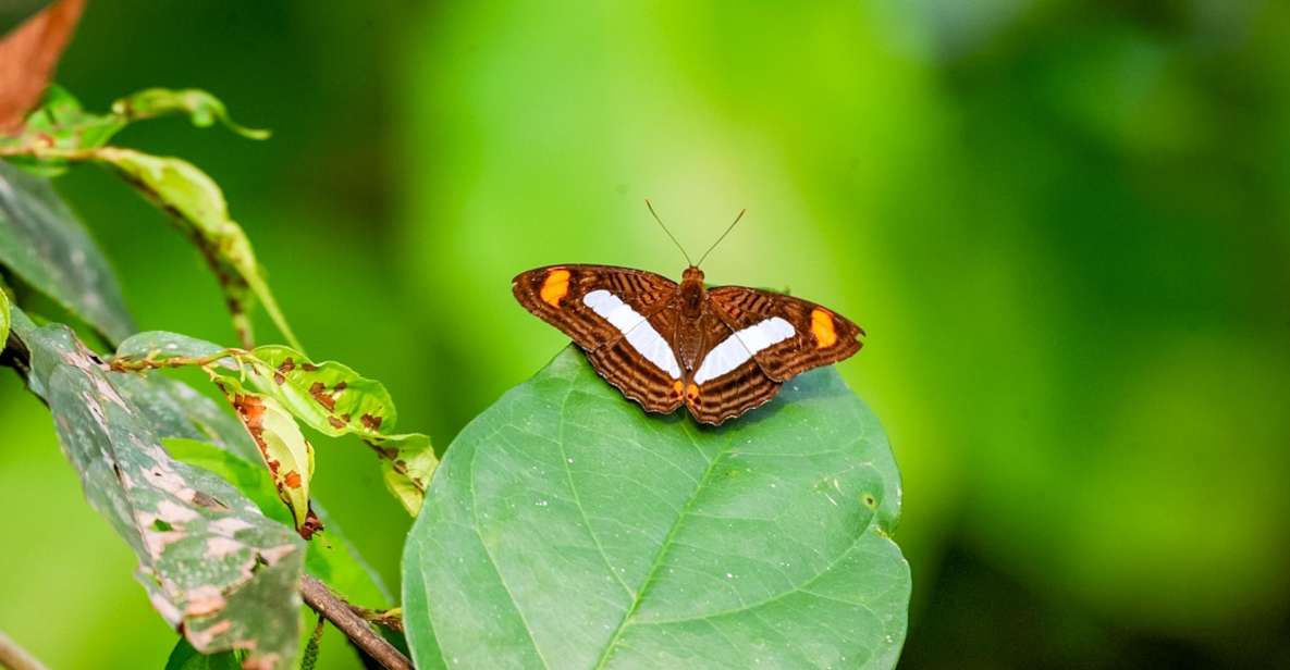Iquitos: 6-Hour Amazon River Tour W/ Belén & Butterfly Farm - Important Information and Pricing