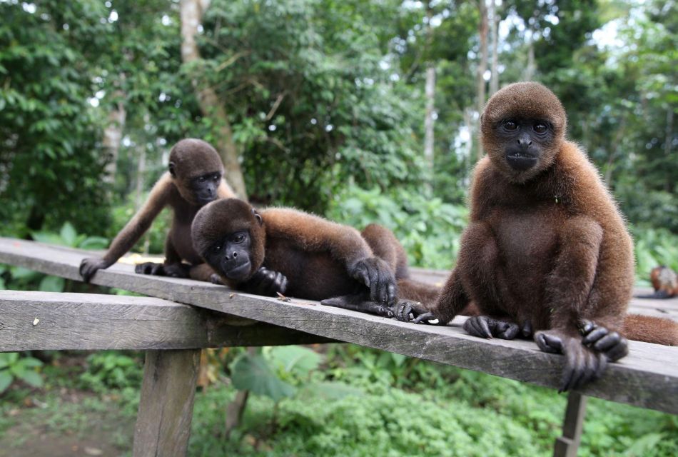 Iquitos : Full Day Excursion to Monkey Island - Booking and Cancellation Policy