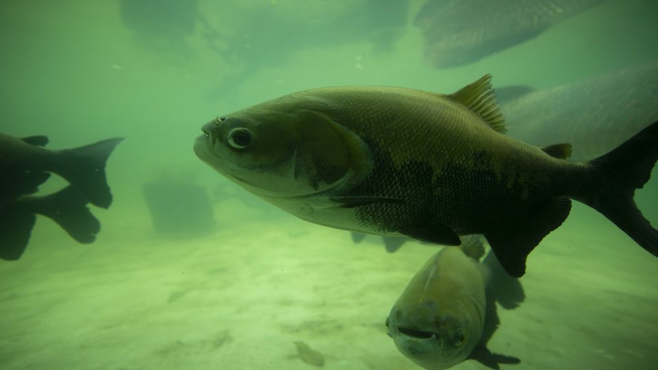 Iquitos: Piranha Fishing Experience in the Amazon Jungle - Location and Exploration