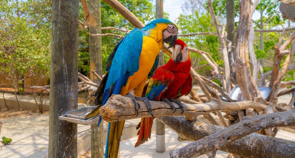 Isla Barú: Beach Club Access and Tour of the National Aviary - Customer Reviews