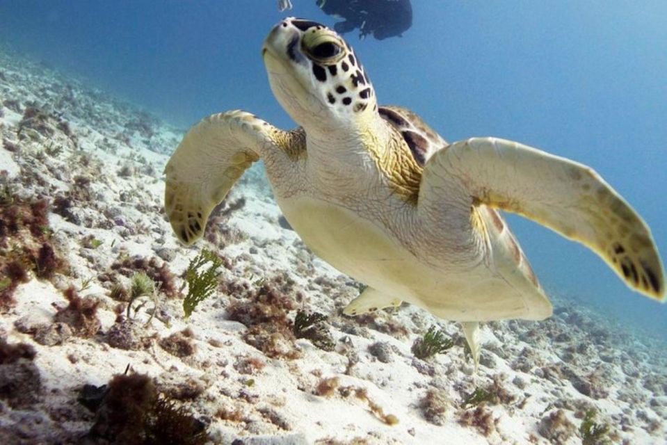 Isla Mujeres: 2-Tank Dive for Certified Divers - Safety Measures