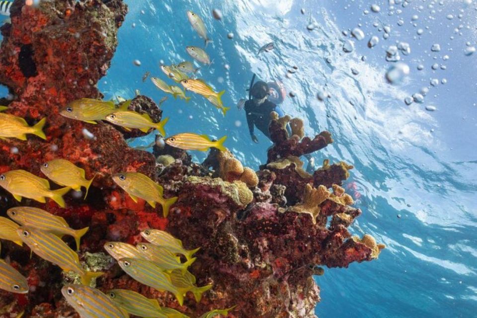 Isla Mujeres: Snorkel Tour at Musa and Manchones Reef - Customer Reviews