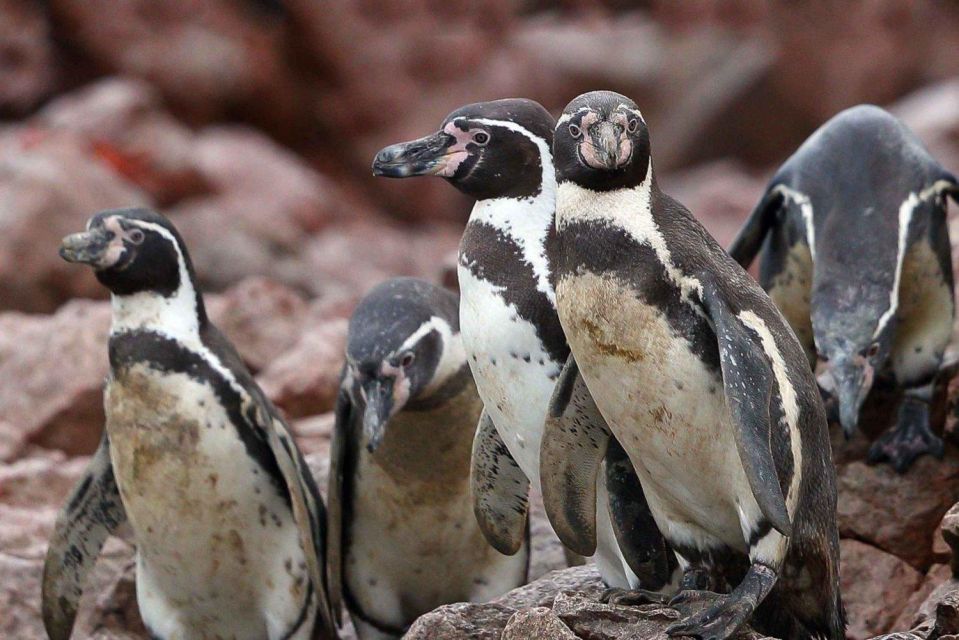 Islas Ballestas Boat Tour - The Galapagos of Peru - Inclusions