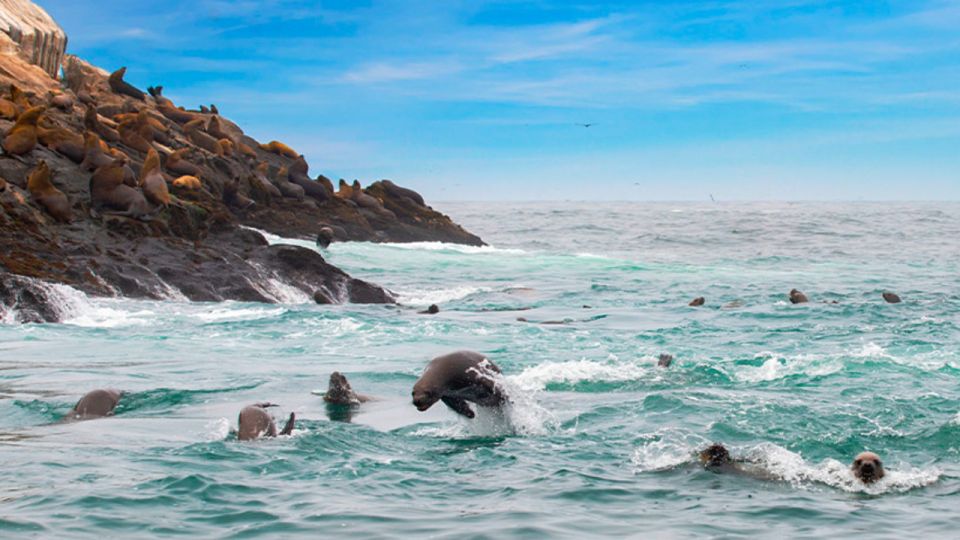 Islas Palomino - Swimming With Sea Lions - Participant Guidelines